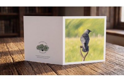 Jackdaw Greeting Card